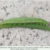 hyponephele lupina azer larva final2
